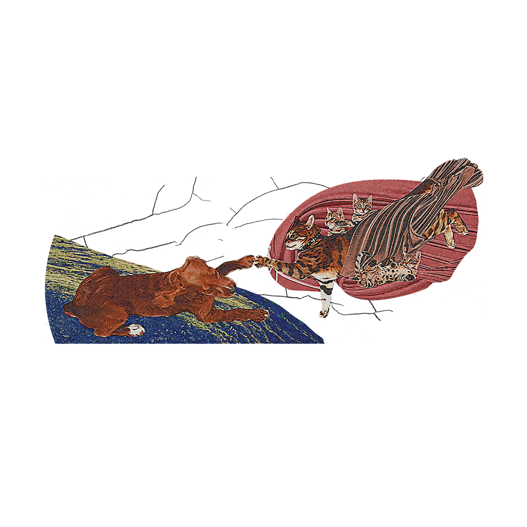 Creation of Dog